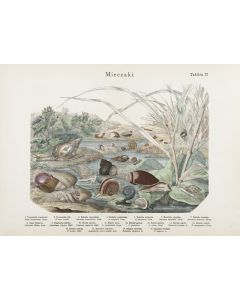 Józef Bąkowski, Marian Łomnicki, "Mięczaki" Tablica 72, XIX/XX w. - pic 1