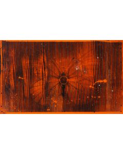 Bartłomiej Stypka, "Papilio radiator in orange", 2023 - pic 1
