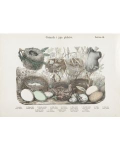 Marian Bąkowski, Marian Łomnicki, "Gniazda i jaja ptaków", tablica 80, XIX/XX w. - pic 1