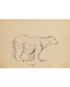 Jadwiga Trzcińska, Niedźwiedz polarny, 1953 - pic 1