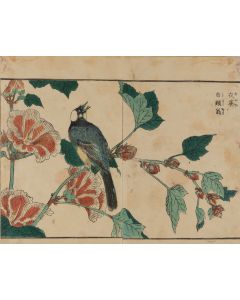 Kitao Shigemasa, Bogatka z cyklu "Kachō shashin zui", 1819 - pic 1