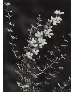 Fortunata Obrąpalska, "Agrest", lata 50. XX w. - pic 1