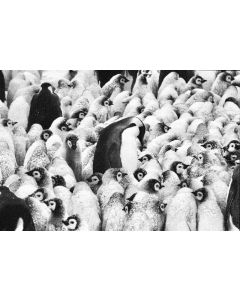 Tomasz Gudzowaty, Z cyklu: "Emperor penguins in Antarctica. Antarctica 2008", 2008/2025 - pic 1