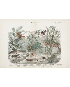 Marian Bąkowski, Marian Łomnicki, "Owady". Tablica 64, XX w. - pic 1