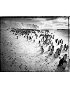 Tomasz Gudzowaty, Z cyklu: "Emperor penguins in Antarctica. Antarctica 2008", 2008/2025 - pic 1